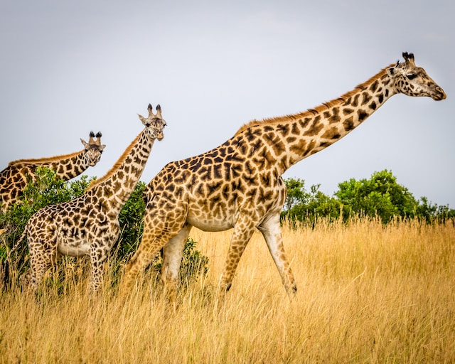 Rare Spotless Giraffe Born at Tennessee Zoo