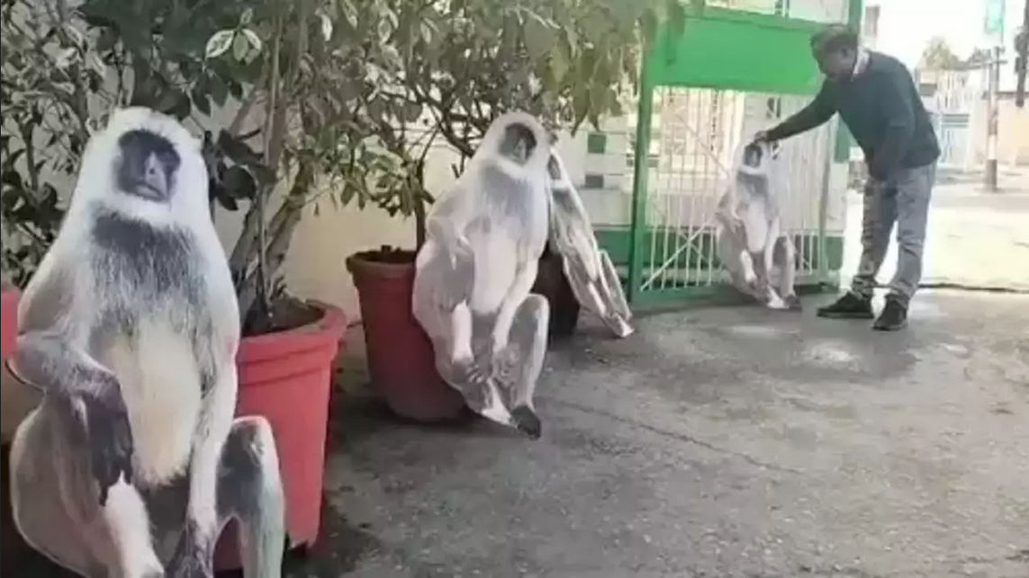 g-20 summit delhi baboon Cutout for scare monkey is not working