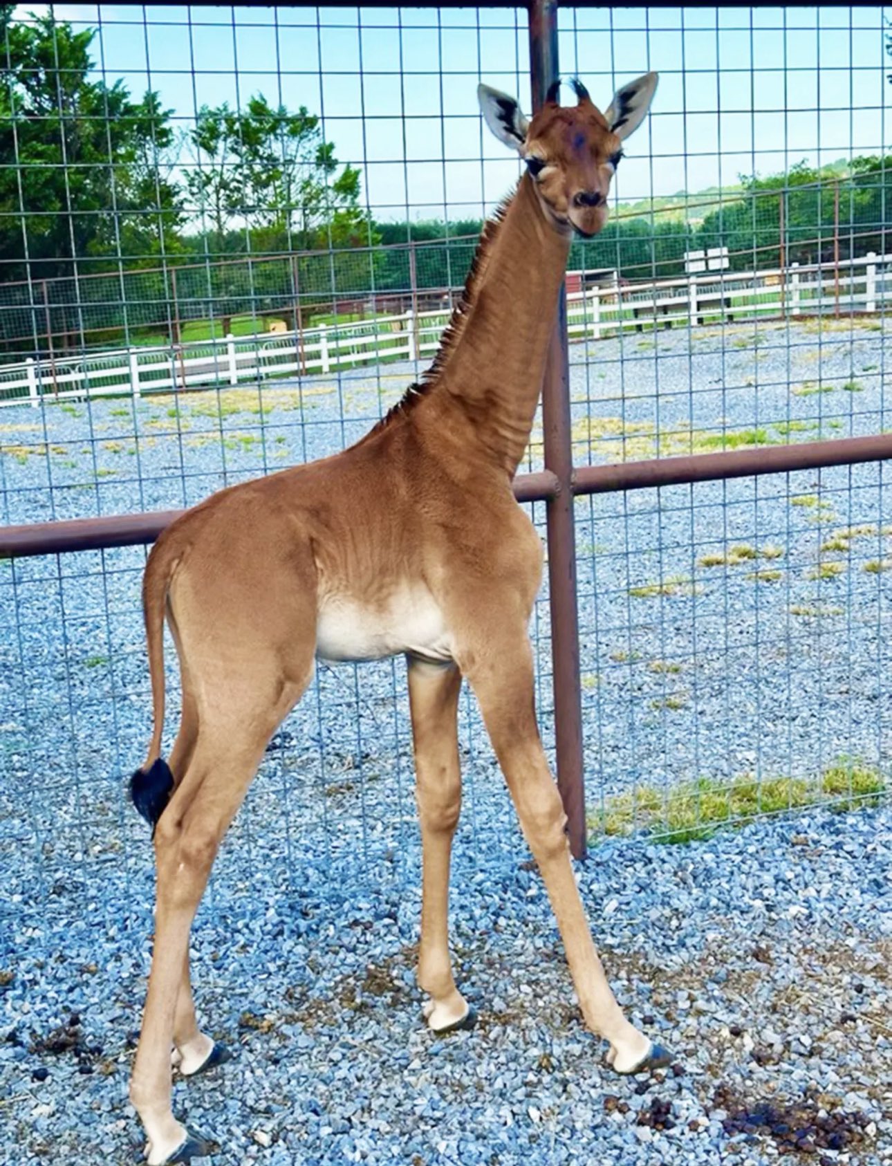 Rare Spotless Giraffe Born at Tennessee Zoo