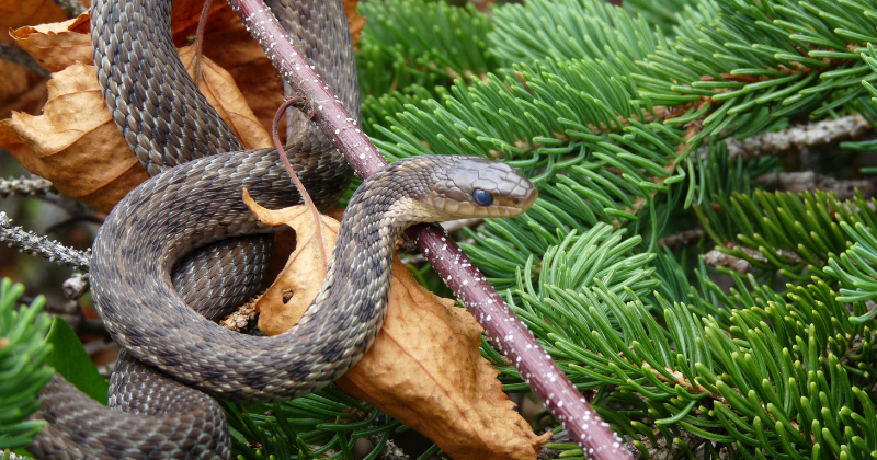 The Snake Season Begins Early In Australia Because Of Unusually High Temperatures.