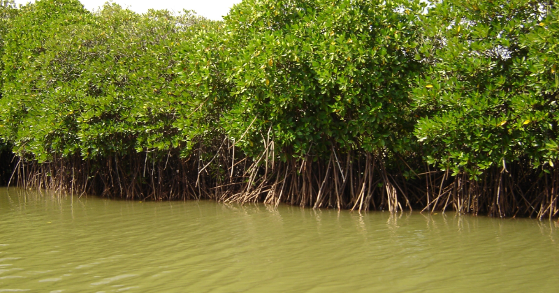 India's Coastal Heroes: Mangroves, Safeguarding Biodiversity And Climate