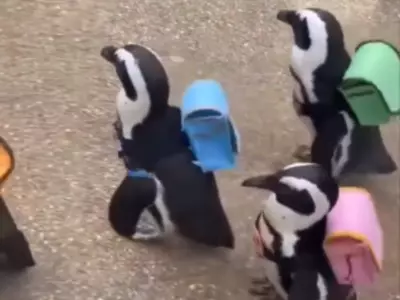 Watch This Heartwarming Video Of Penguins Carrying Backpacks