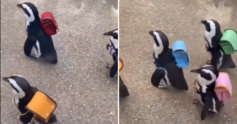 Watch This Heartwarming Video Of Penguins Carrying Backpacks