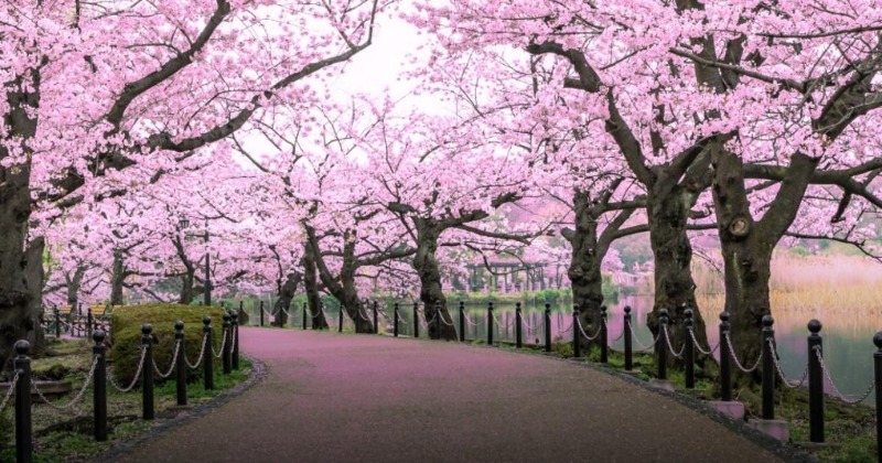 Cherry Blossom Festival To Return To Meghalaya: Places Where Onset Of ...