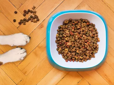 How Insect-based foods could be better for dogs than meat?