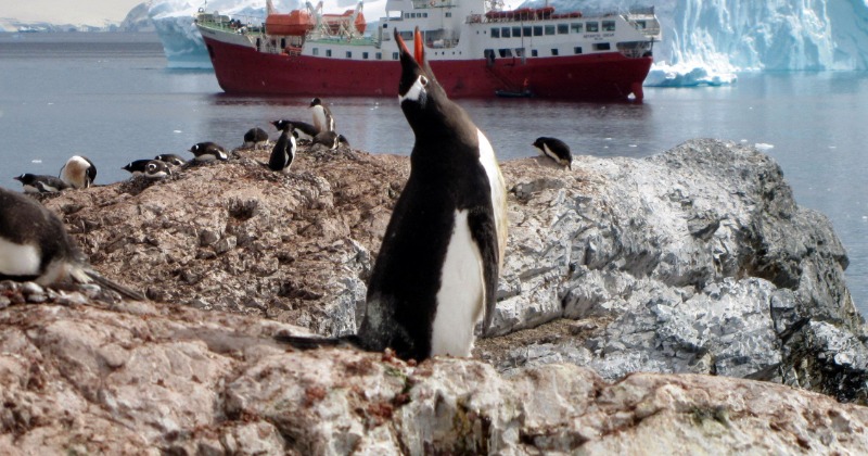 Tragic! Around 10,000 Penguin Chicks Drowned Or Froze To Death Due To