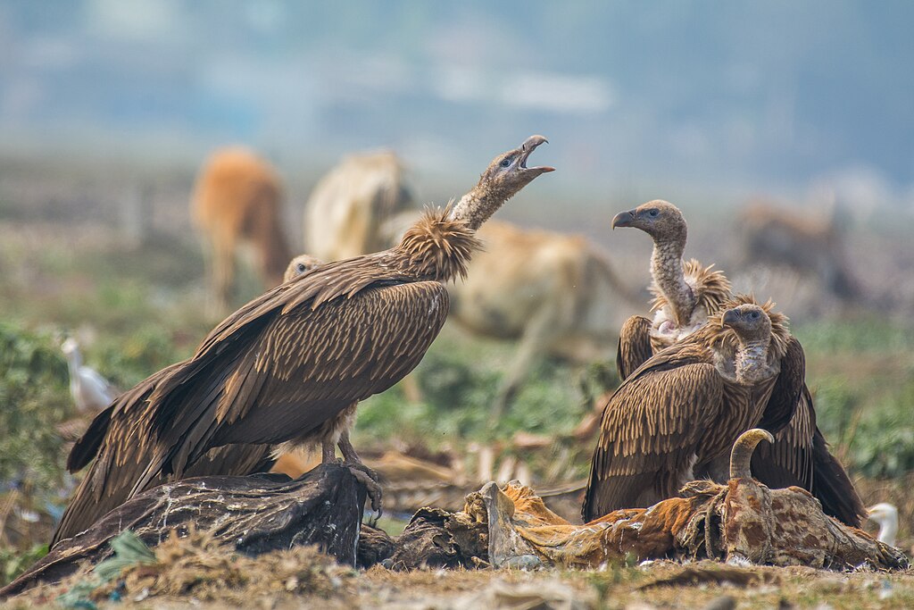 For The First Time In India, Himalayan Vulture Successfully Bred In ...