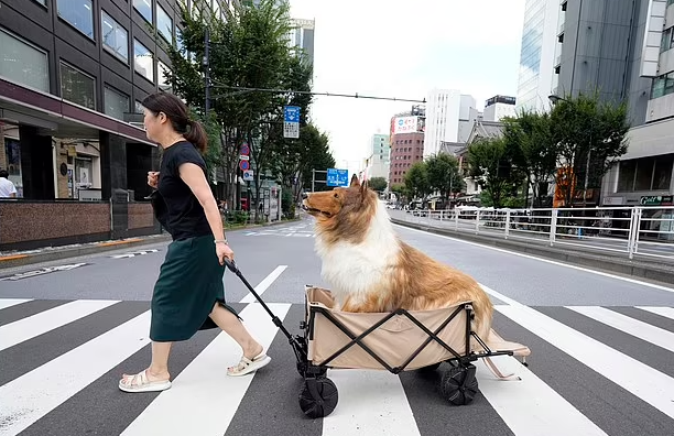 Japanese man turned dog roams around in trolley takes selfies with fans 