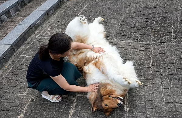 Japanese man turned dog roams around in trolley takes selfies with fans 