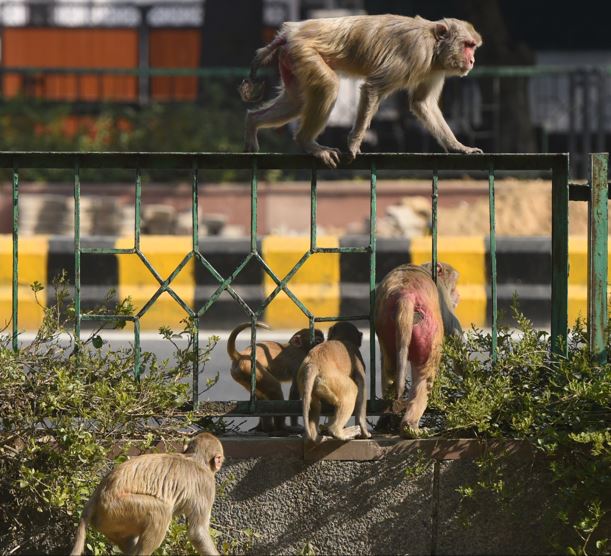 Monkey business: Delhi gets cutouts of langurs to ease menace