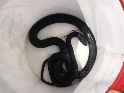 snake in a bucket