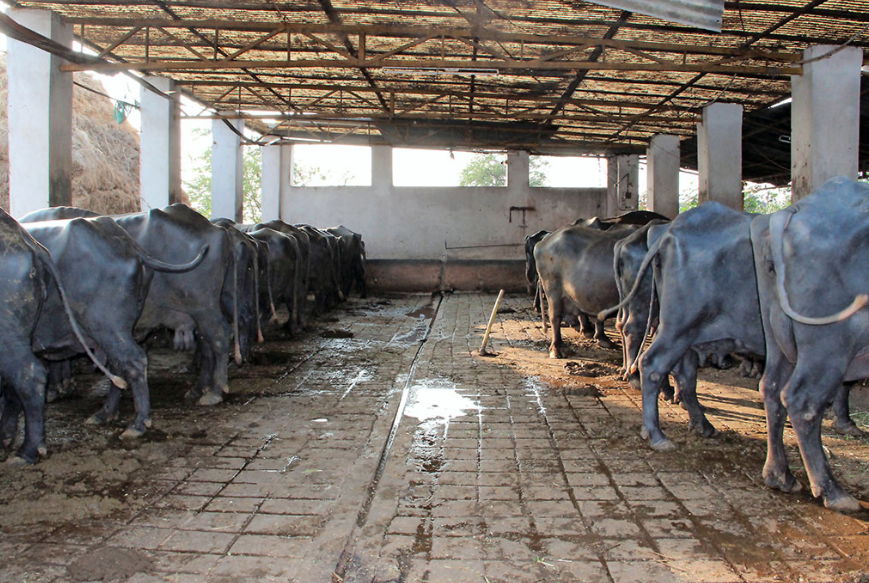 software professional leaves job stars dairy farming earns three lakhs per month