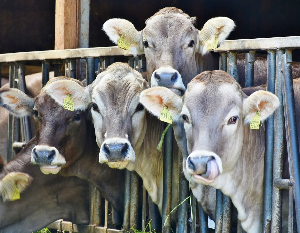 software professional leaves job stars dairy farming earns three lakhs per month