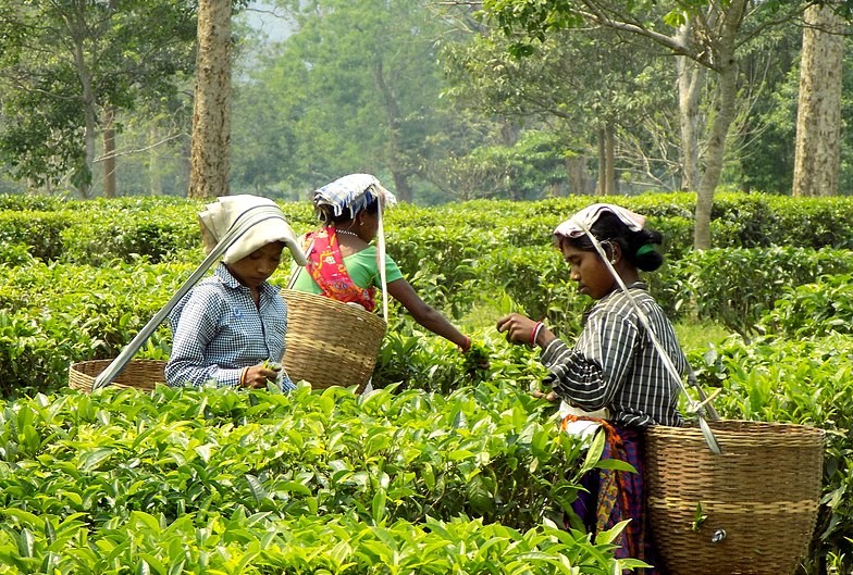 Here's Why Assam's Small Tea Growers Are Demanding Ban On Green Tea
