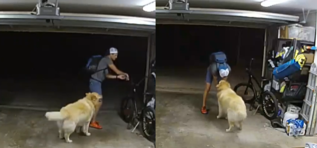 Burglar Plays With Dog During Robbery