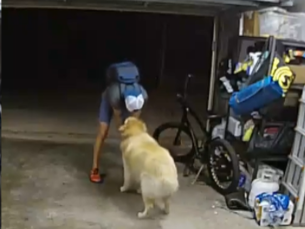 thief pets dog