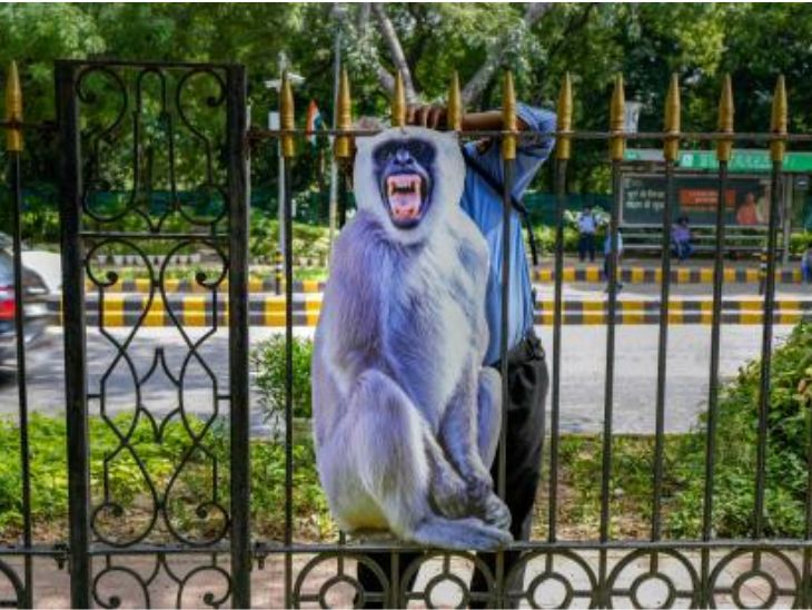 g-20 summit delhi baboon Cutout for scare monkey is not working