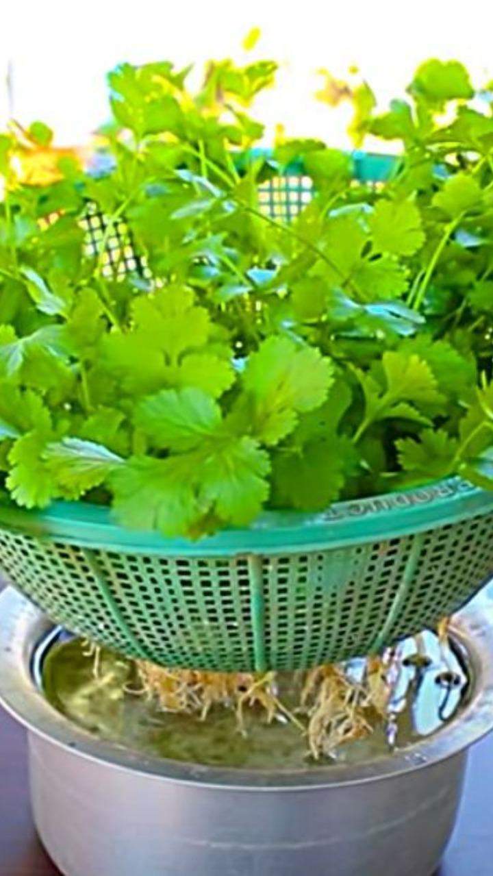 how to grow coriander without soil आपके घर में नहीं है बालकनी, गार्डन तो इन 8 Steps में बिना