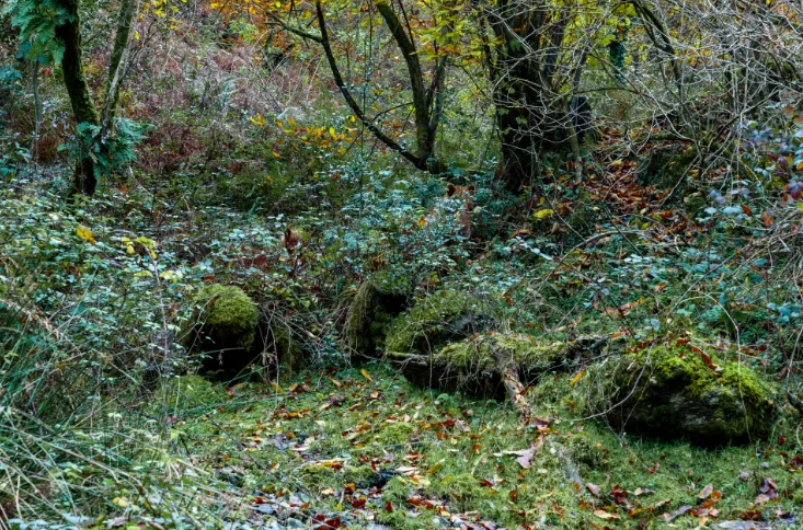 A viral optical illusion captures two horses hiding in a forest between grasses and undergrowth