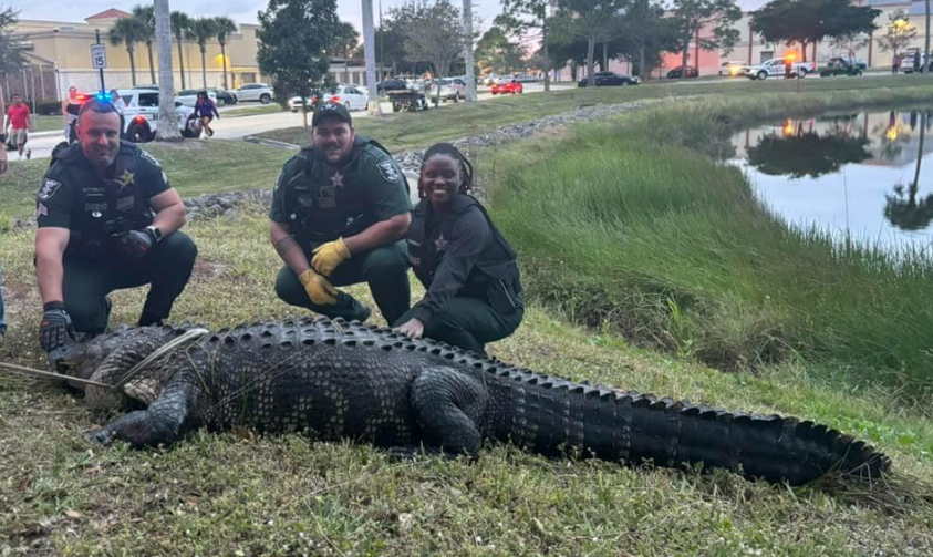 Capture of twelve-foot-long alligator seen strolling through a Florida shopping center