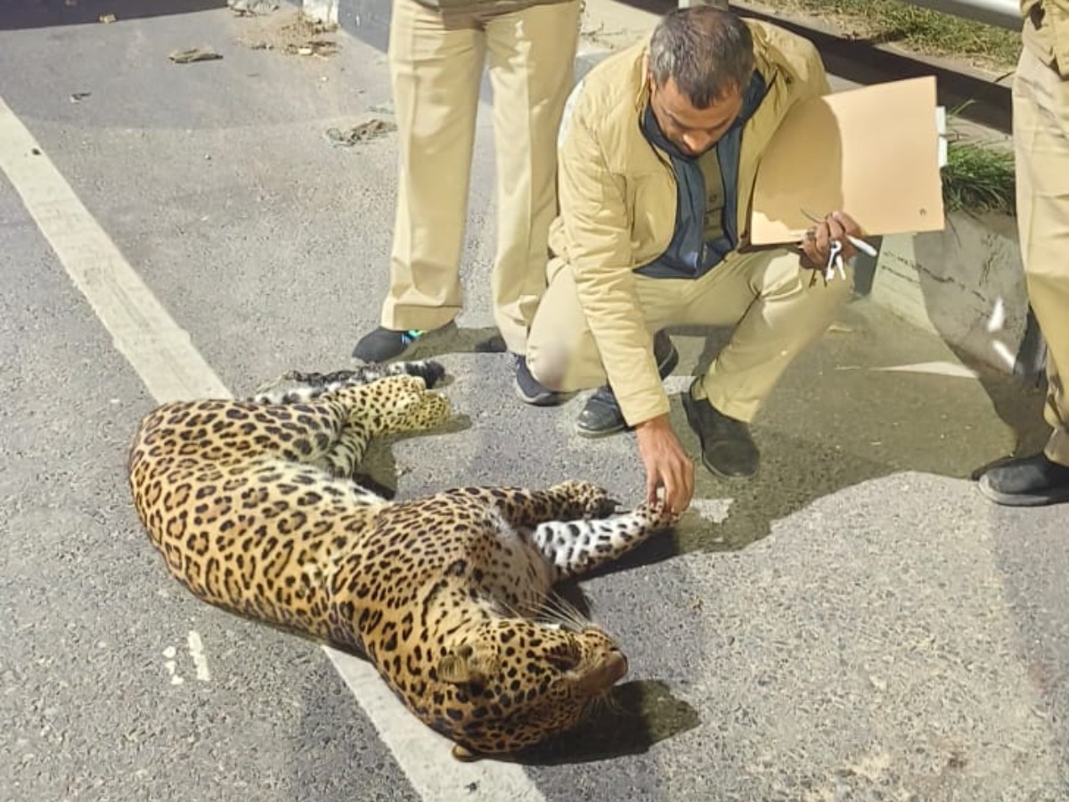 Delhi: Leopard Cub Found Dead In Alipur On NH44, Big Cat Spotted In ...