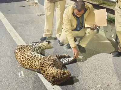 Delhi: Leopard Cub Found Dead In Alipur On NH44, Big Cat Spotted In Sainik Farms Still Elusive