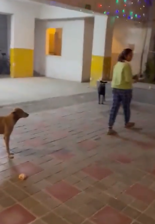 In a Noida society, a woman argues with residents over feeding stray dogs