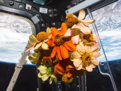 In Space, Nasa Conducts Experiments Ranging From Flower Gardens To Pulsating Flames
