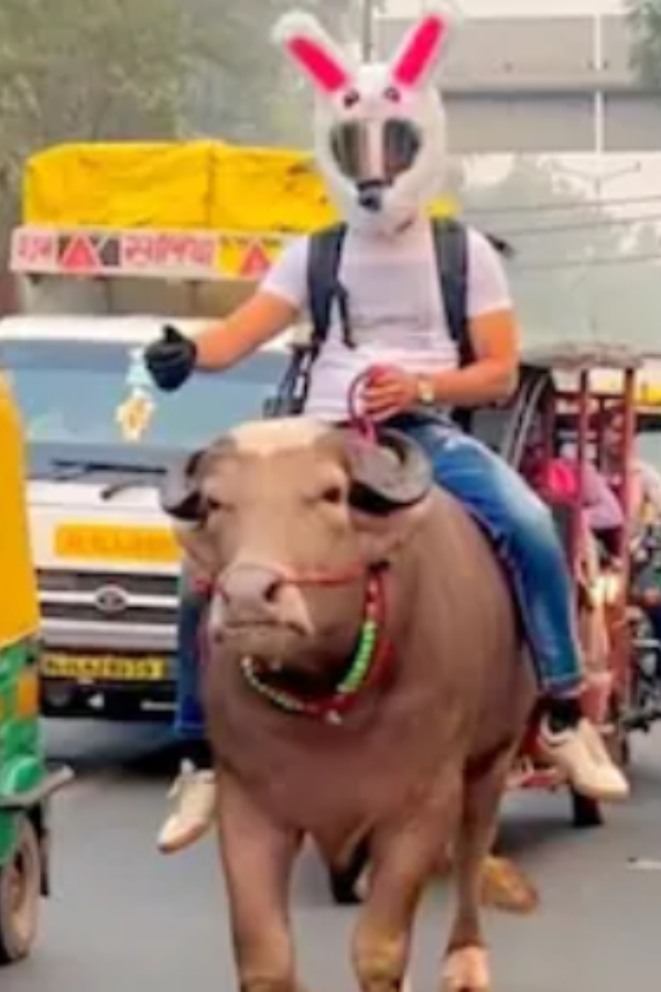     Man wearing bunny helmet rides buffalo
