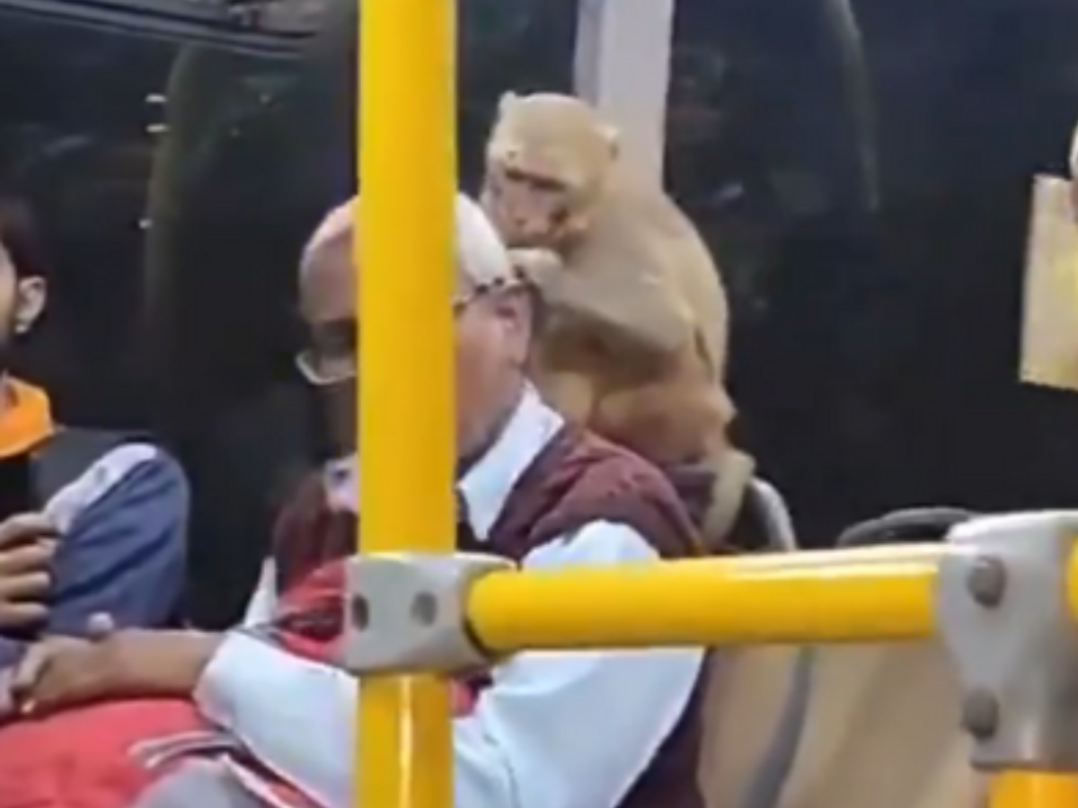 Monkey on Lucknow bus