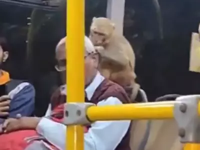 Monkey on lucknow bus