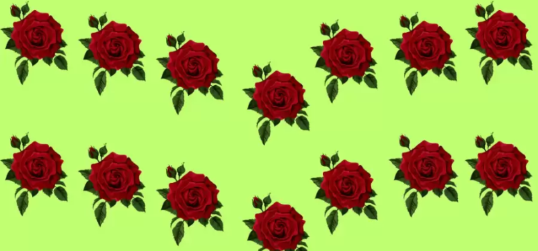 Optical Illusion Find The Different Rose