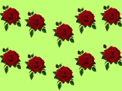 Optical Illusion Find The Different Rose 