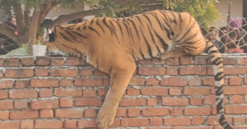 Pilibhit tiger resting on the wall 