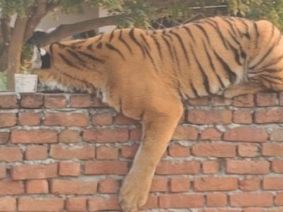 Pilibhit Tiger Resting On Wall 
