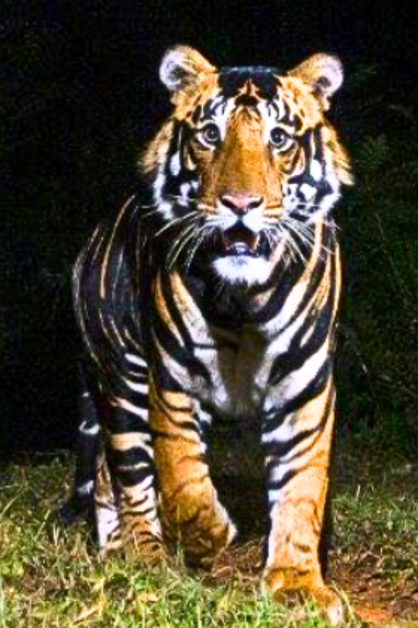 Rare discovery of black tiger in Odisha