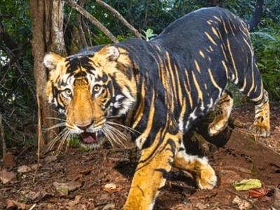 Rare Black Tiger Discovery In Odisha