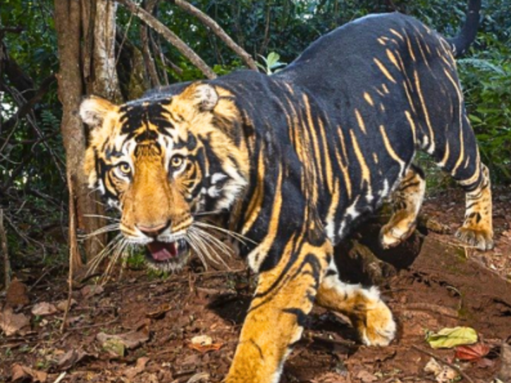 Rare Black Tiger Spotted In Odisha