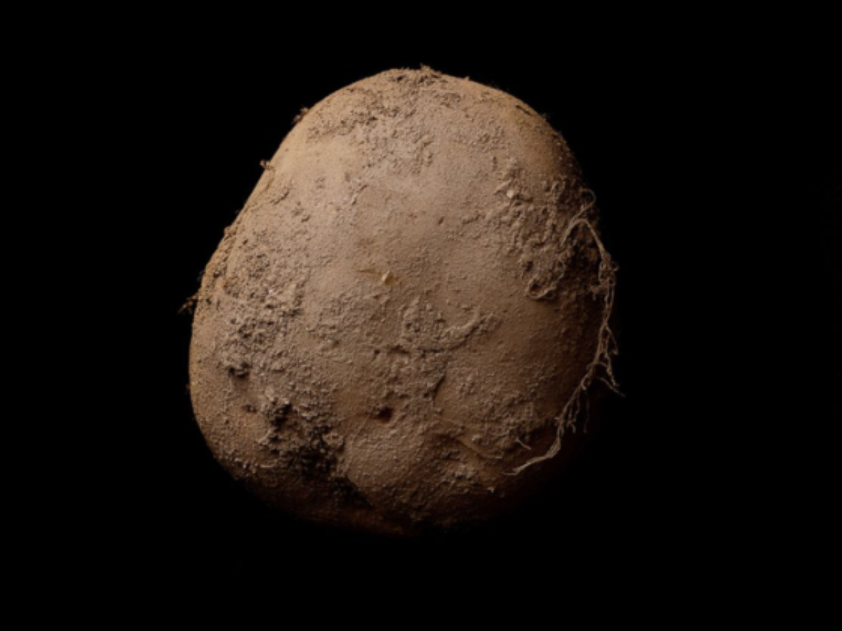 ビンテージ　作家　unknown golden potato object The $1 Million Potato Snapshot