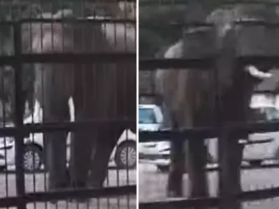 The Uttarakhand Court Was In A State Of Panic After A Wild Elephant Entered The Compound