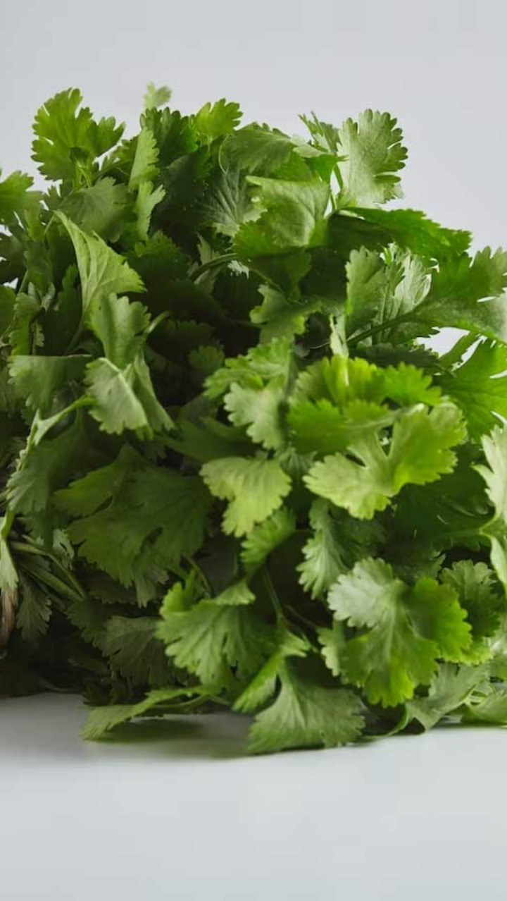 how to grow coriander without soil आपके घर में नहीं है बालकनी, गार्डन तो इन 8 Steps में बिना