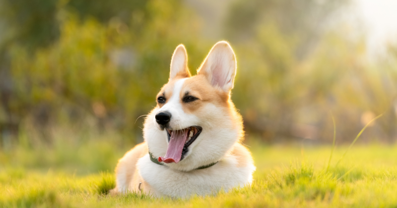 Dogs Actively Engage In Making Humans Laugh