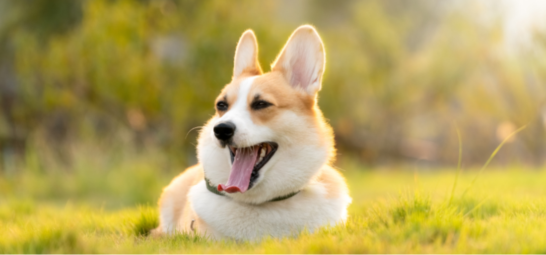 Dogs Actively Engage In Making Humans Laugh