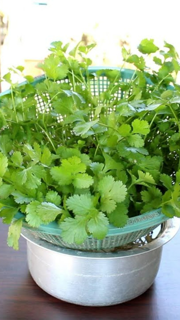 how to grow coriander without soil आपके घर में नहीं है बालकनी, गार्डन तो इन 8 Steps में बिना