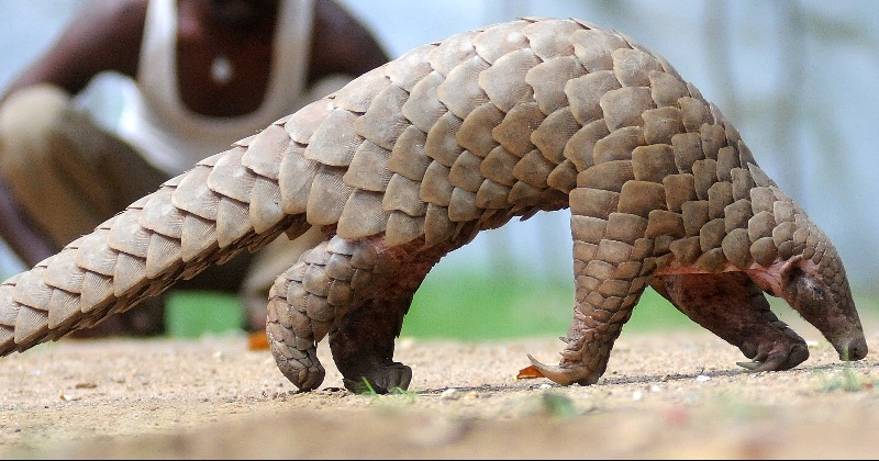 Wallpaper language, treatment, mouth, pair, two, muzzle, lie, pangolin for  mobile and desktop, section животные, resolution 5119x1929 - download