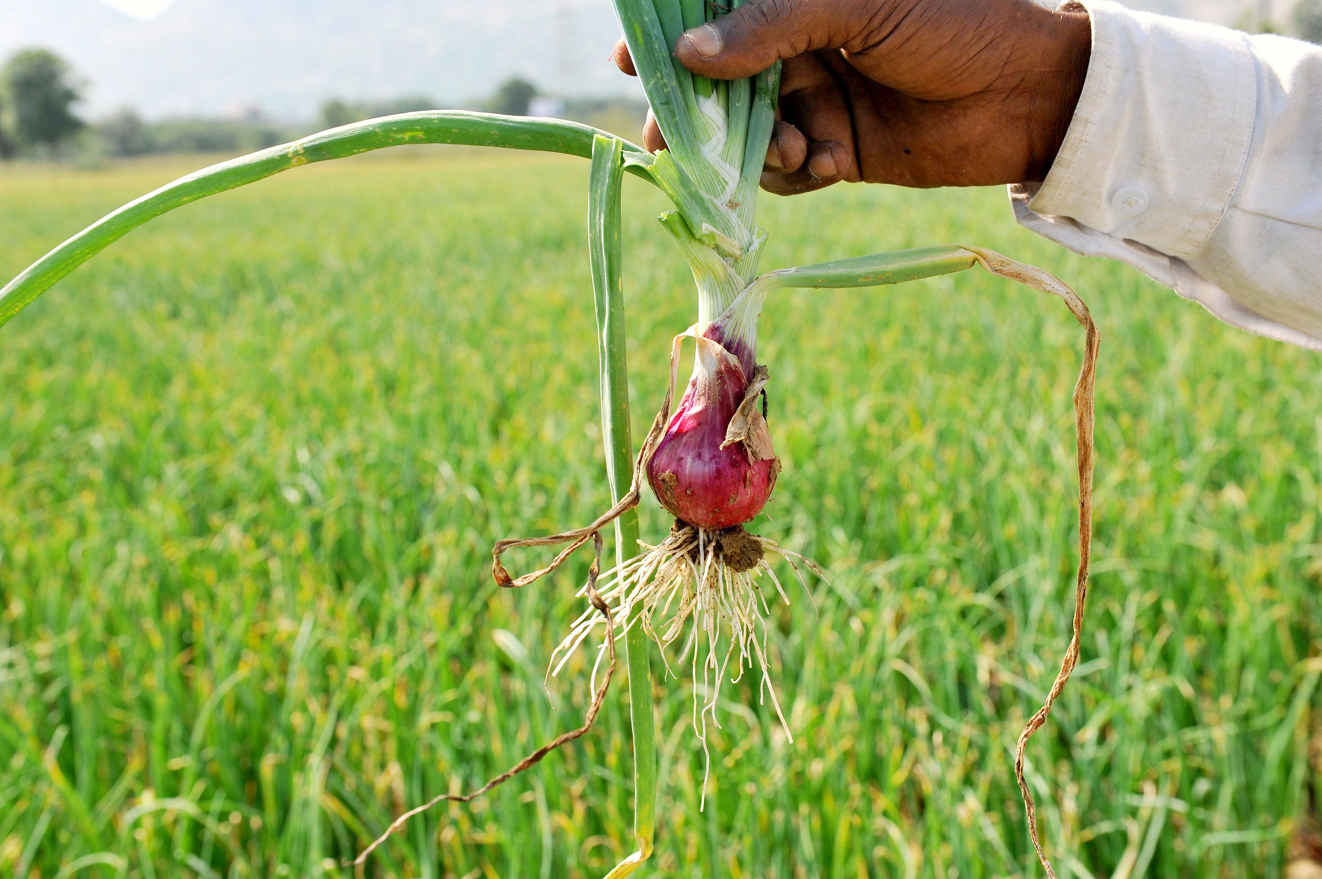 Maharashtra Farmer Who Sold 512 Kg Onion Left With PostDated Cheque
