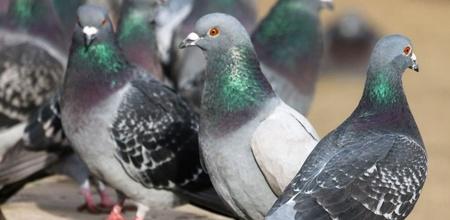 Pigeon Backflips In Viral Video Surprising The Internet