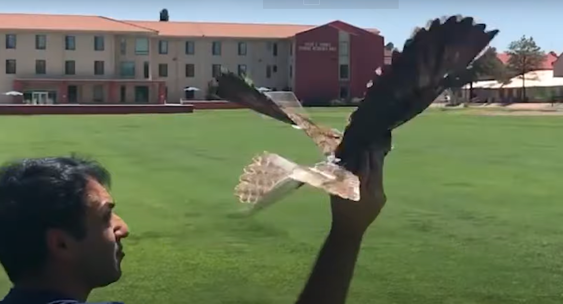 Scientists Use Taxidermy To Turn Dead Birds Into Spy Drones