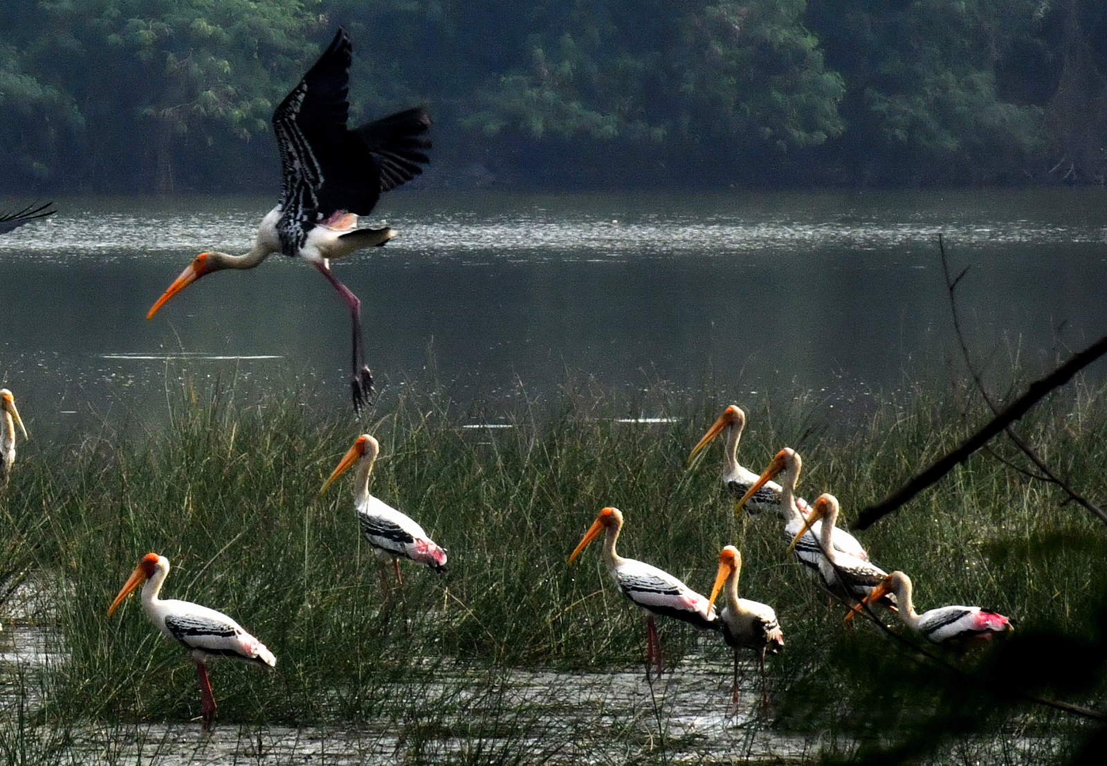 Explained: Why Conservation Of Wetlands And Their Biodiversity Is Key ...