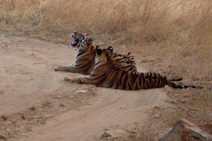 Tigress T-1, The First Big Cat Reintroduced To MP